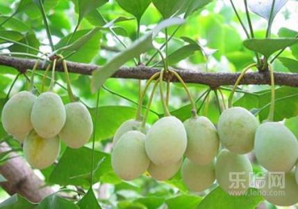 银杏果中毒症状 食用银杏果中毒症状