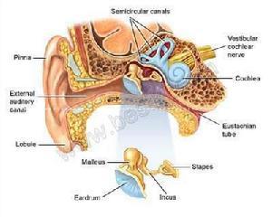 为什么会形成xo型腿 耳聋怎么形成的_为什么会耳聋