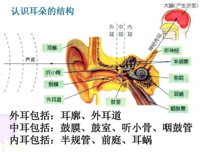 听觉的形成过程 听觉形成的过程 听觉如何形成