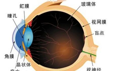 近视眼形成的过程 近视眼是如何形成的