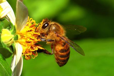 怎么养好蜜蜂 蜜蜂的生活习性(2)