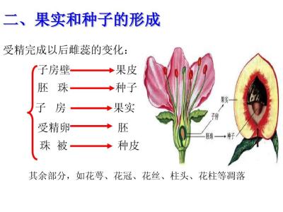 果实是怎样形成的PPT 果实是怎么形成的