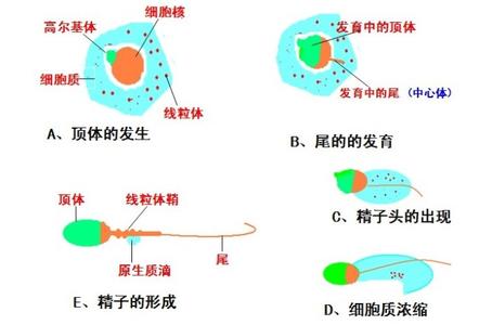 精子是由血液变成的吗 精子是如何形成的