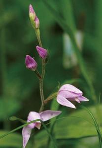 最罕见的兰花品种 英国罕见兰花70年来第一次开花