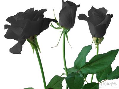 黑玫瑰英文怎么写 黑玫瑰怎么种的_黑玫瑰的种植技术