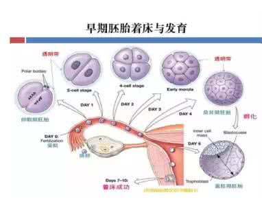 造成胚胎停育的原因 一般造成胚胎停育的原因_胚胎停育的原因有什么