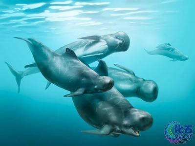 海豚的祖先 北海发现250万年前新种海豚 或为巨头鲸祖先