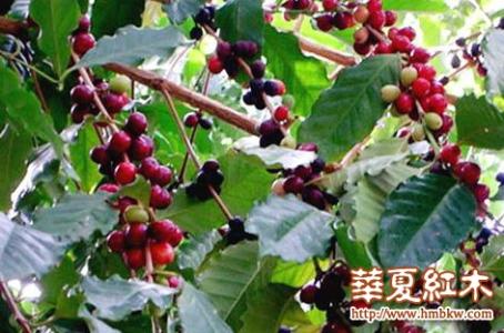 饥荒咖啡树怎么移植 咖啡树怎么养