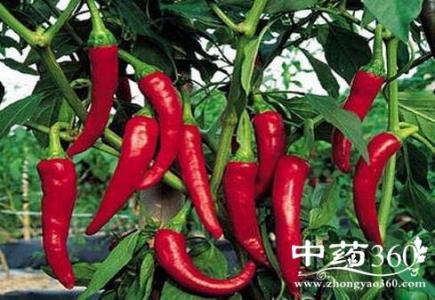 辣椒的营养价值 辣椒的营养价值_吃辣椒的好处