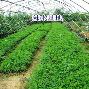 辣木籽怎么种植方法 辣木籽怎么种植_辣木籽的种植