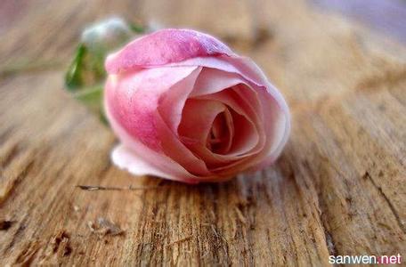 粉玫瑰花语 粉玫瑰怎么养 粉玫瑰的花语