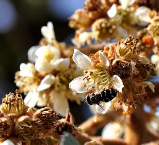 枇杷花的功效与作用 蜂蜜和枇杷花煎水有什么功效和作用