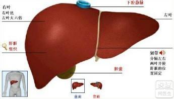 肝囊肿吃什么药能消除 肝囊肿是怎么回事
