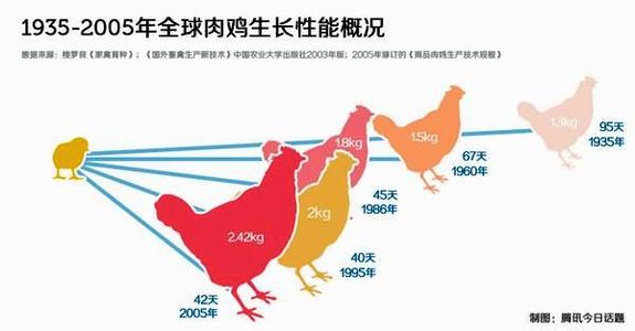 肉鸡存栏量 怎么缩短肉鸡存栏时间