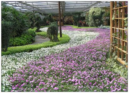 北京春天去哪里玩 北京世界花卉大观园