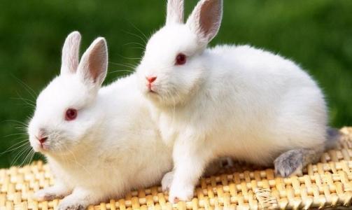 小白兔怎么养才不会死 小白兔怎么养