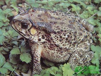 虎纹蛙养殖技术 怎么养虎纹蛙 虎纹蛙的日常管理