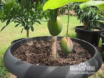 芒果核怎么种盆栽 芒果核应该怎么种盆栽