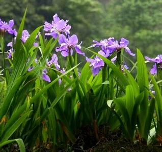 紫罗兰怎样栽培和繁殖 怎样繁殖和栽培莺尾