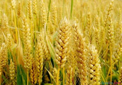 小麦催芽 小麦种催芽技术