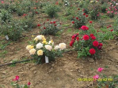 玫瑰花种植技术 怎么种植玫瑰花_玫瑰花的种植技术