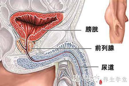 保护前列腺的食物 保护男性前列腺的食物介绍