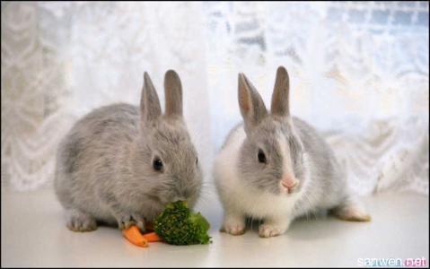 宿舍养兔子 宿舍如何养小兔子