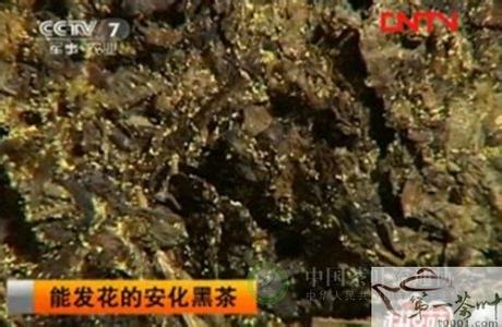 安化黑茶的功效与作用 安化黑茶金花的作用功效