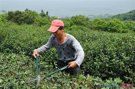 茶树盆栽怎么养殖 茶树怎么养
