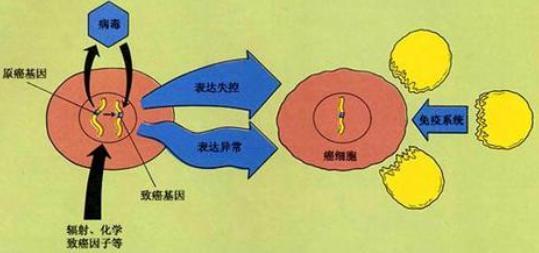 癌细胞最怕什么 癌细胞是怎么形成的