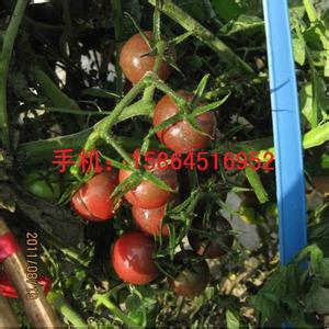 黑番茄种植技术 黑番茄怎么种植_如何种植黑番茄