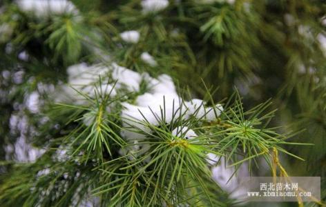 雪松繁殖 雪松怎么养殖 雪松的繁殖方式