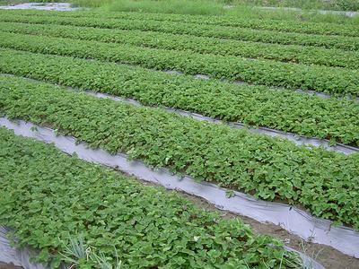 草莓苗种植技术 草莓苗怎么种_草莓苗的种植技术