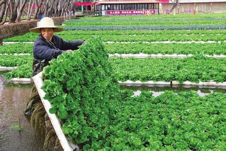 怎么种植有机蔬菜 有机蔬菜应该怎么种植