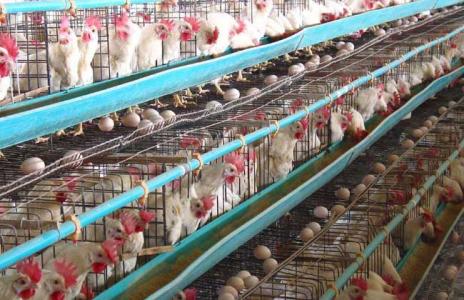 蛋鸡场科学养殖方法 怎样养殖蛋鸡_蛋鸡的养殖方法