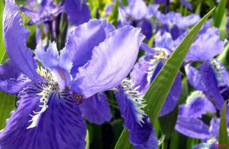 紫罗兰花怎么养 紫罗兰花怎么养 紫罗兰花的药用价值