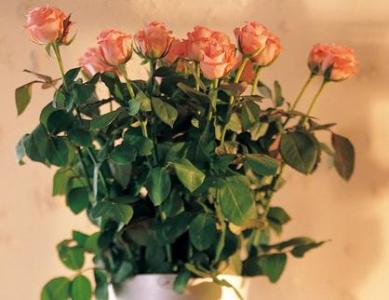盆栽玫瑰花的种植方法 盆栽玫瑰怎么种_玫瑰盆栽的种植