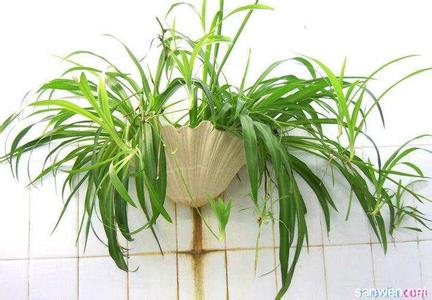吊兰的种植方法与养护 吊兰怎么养 吊兰的养护管理