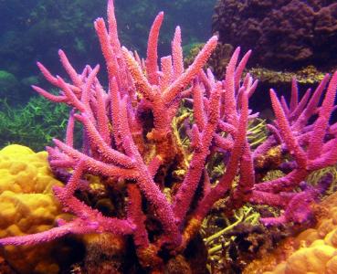 珊瑚石是怎样形成的 珊瑚是怎样形成的