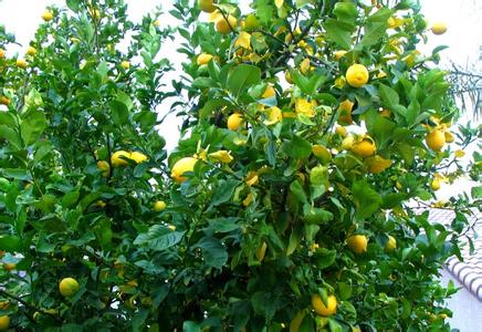 柠檬树种植 柠檬树怎么种植_柠檬树的种植