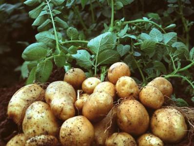 土豆种植技术 怎么种植土豆_土豆的种植技术