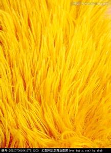 黄杨病虫害照片及防治 黄绒毛怎么养 黄绒毛的病害防治
