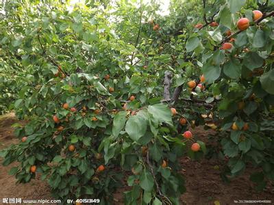 杏树种植方法 怎么种杏树_杏树的种植方法