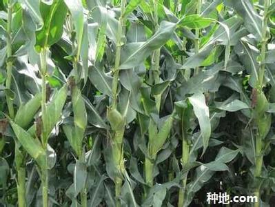 玉米高产种植新技术 怎么种植玉米高产_如何种玉米
