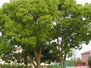 香樟树的风水作用 香樟树的风水作用有哪些