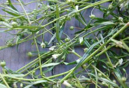 白花蛇舌草功效与作用 白花蛇舌草泡茶的功效和作用