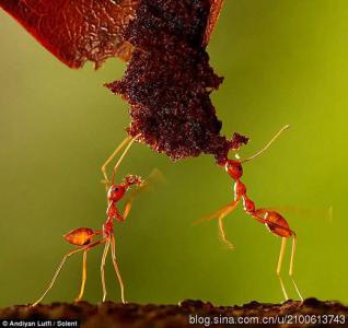 蚂蚁团结的故事 蚂蚁的团结与智慧