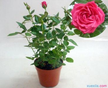 盆栽玫瑰花的养殖方法 盆栽玫瑰怎么养 盆栽玫瑰的管理措施