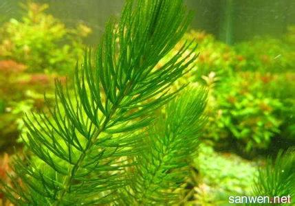 金鱼藻怎么养 金鱼藻的生长习性