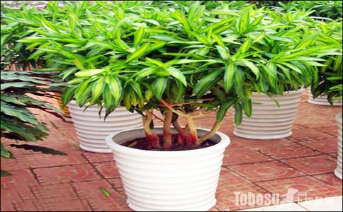 细叶百合竹的养殖方法 百合竹怎么养 百合竹的养殖方法
